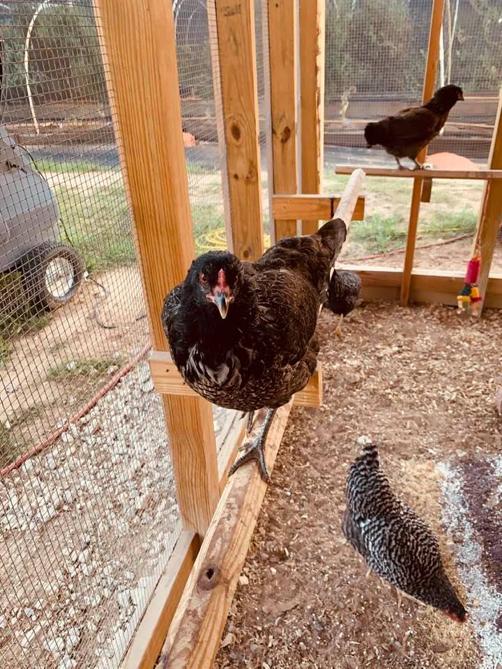 The chicks like to hop up on the perch by me.