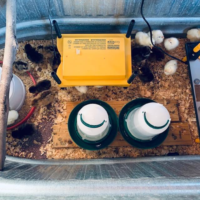 Our newest set of baby chicks, 30 in all. 15 Easter Eggers and 15 Plymouth Barred Rocks.