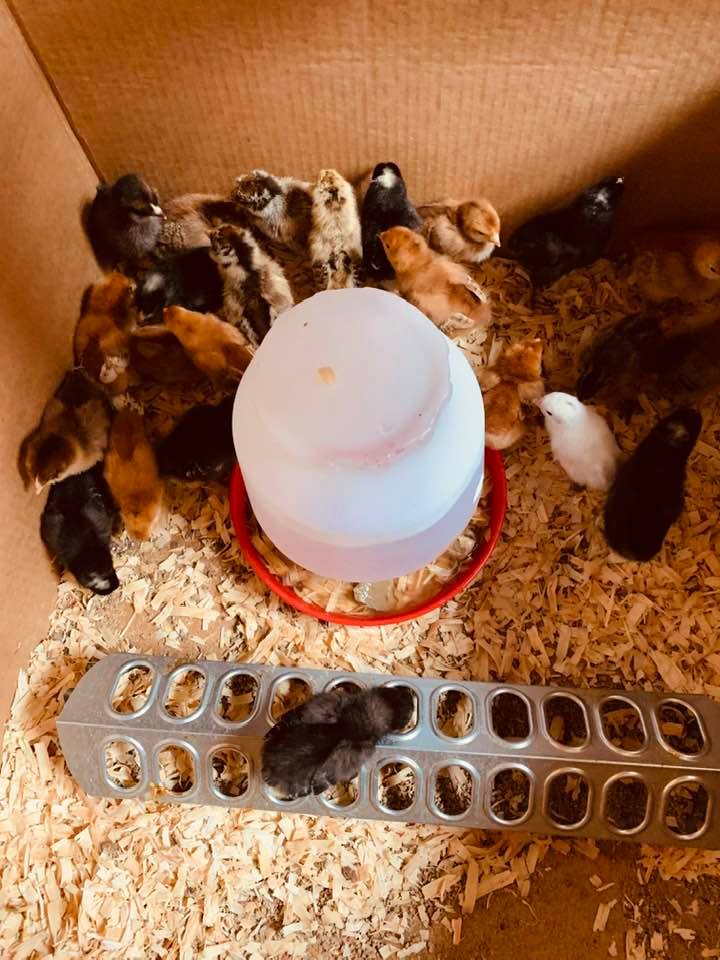 Our first chicks in a cardboard box before we got the galvanized tub. April 2020.