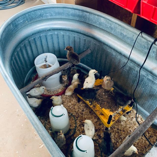 Half of the brooder with water dishes and food dish. They keep putting wood shavings in their food, too.