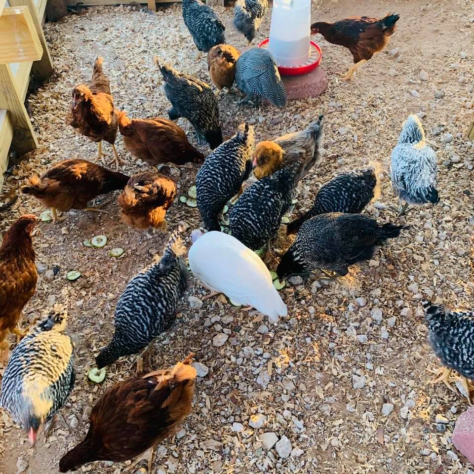 Our chicks are 11 weeks old today!