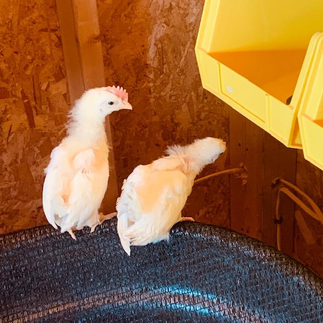 The chicks have been feathering out. They were on top of the shade cloth. Others are behind the galvanized tub hiding.