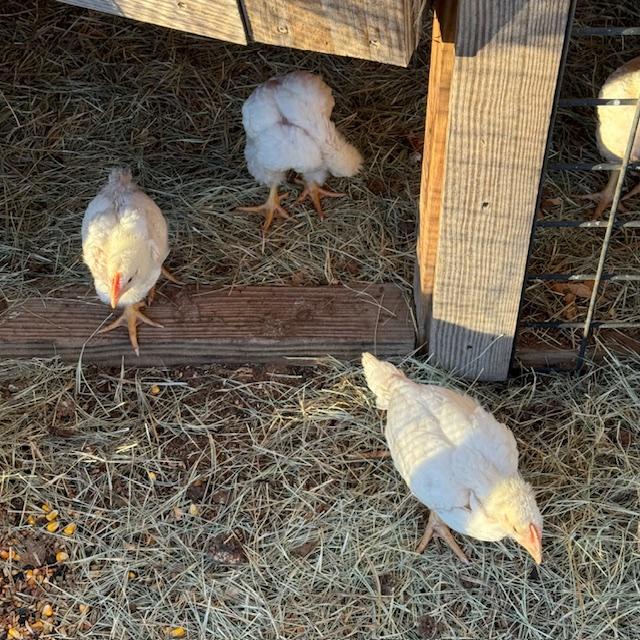 The chicks are 3.5 weeks old and are almost fully feathered. The shade cloth around the bottom of the coop is keeping them in. They are loving outdoors, eating...