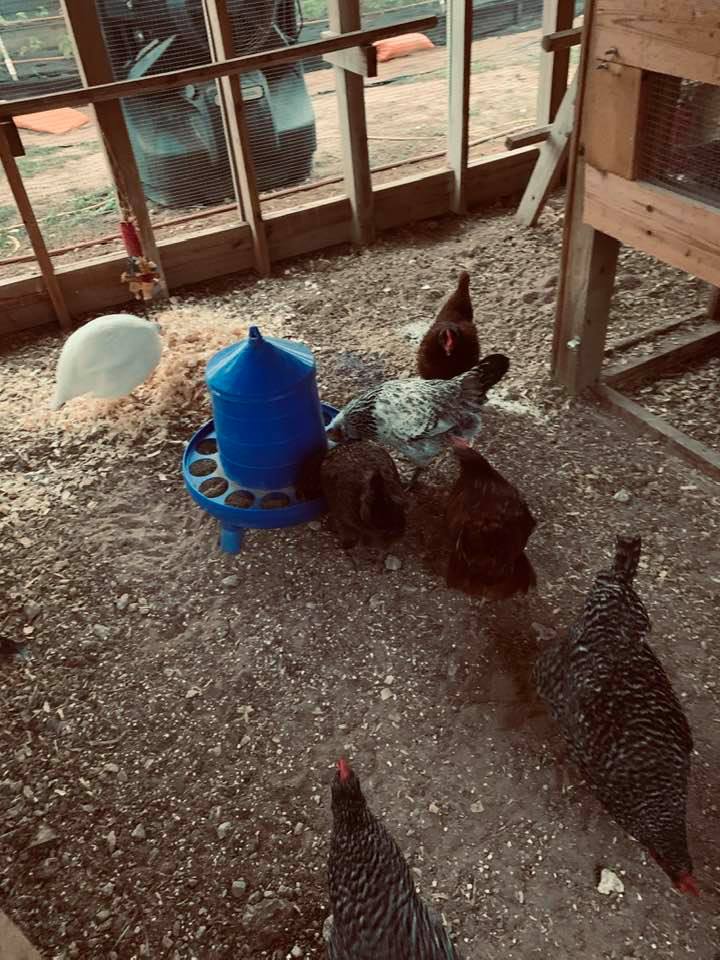 Some of our chicks were interested in eating this morning.