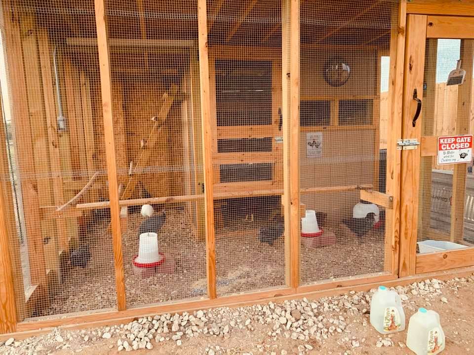 A few of our chicks in the hen house. I carry fresh water out to them each day as the well water tastes bad. A few of our chicks in the hen house. I carry fresh water out to them each day as the well water tastes bad.