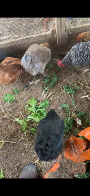 The chickens are enjoying some fresh greens from our grow tower. They love lettuce and spinach!