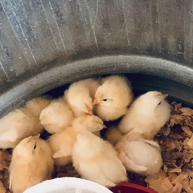 Safe & warm, the chicks are in the galvanized tub with food, water, wood shavings, and a brooder heating plate. They are doing amazingly well.
