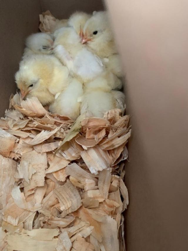 They had 9 leghorn chicks left so I took them all. Aren't they so pretty?