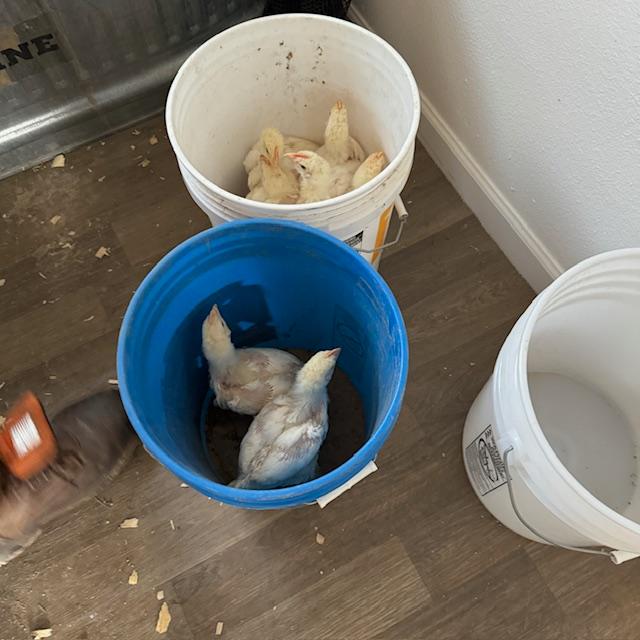 We loaded the chicks in buckets and carried them outside. They did not try to fly away like I thought they would.
