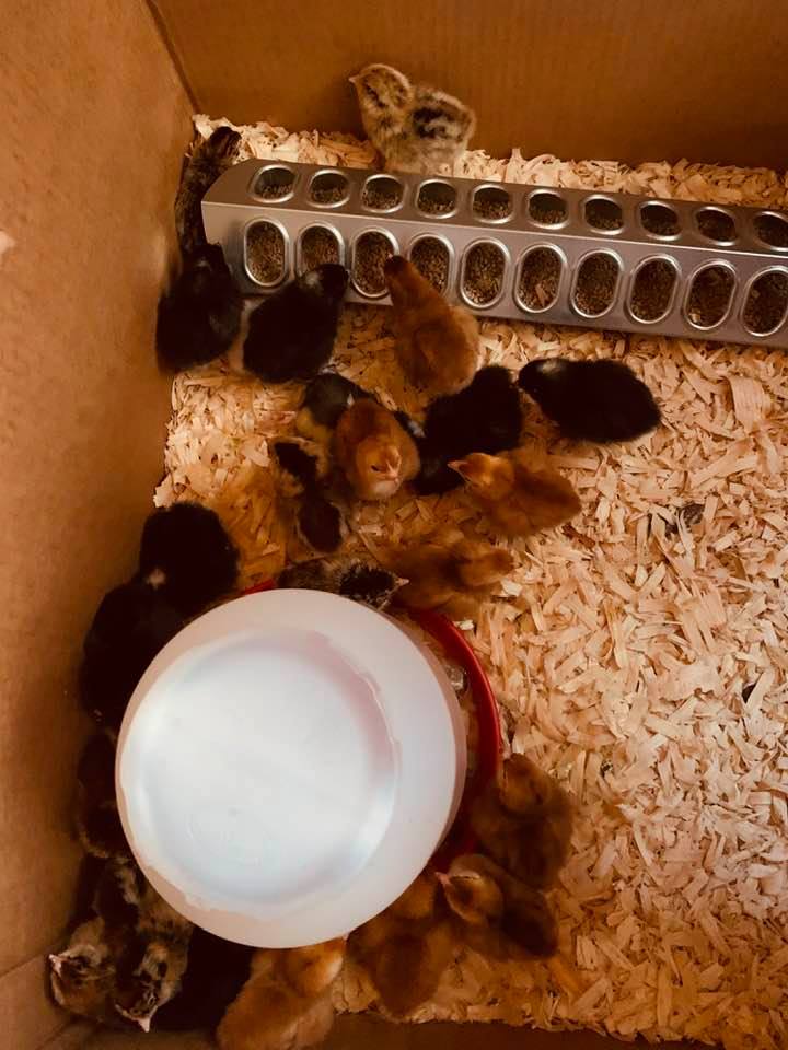 Chick feeder and waterer are in this photo. It is important to get the right ones when getting baby chicks.