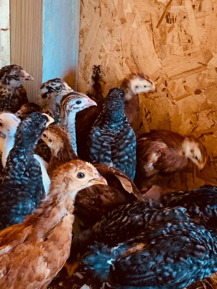 Some of our chicks checking out the new chicken coop. They now have a lot of space to explore.