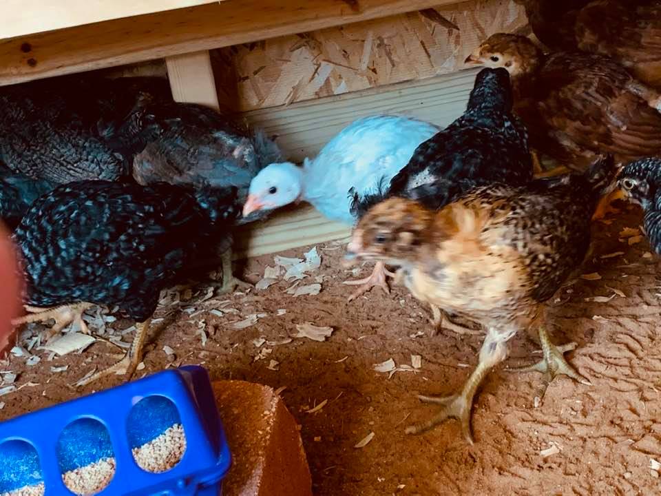 Here are a few of the chicks, including the white guinea, in the coop. You can see their foot tracks all over the sand. Their feet have gotten huge.