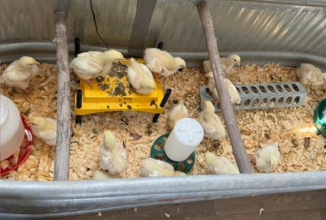 The chicks are 9 days old and their wings are feathering. Some are starting to feather in other areas.