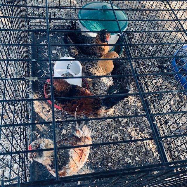 5 Easter Eggers in kennel in chicken house so the big birds can get used to them so they will not pick on them. 1 week was not enough. Big chickens are bullies.