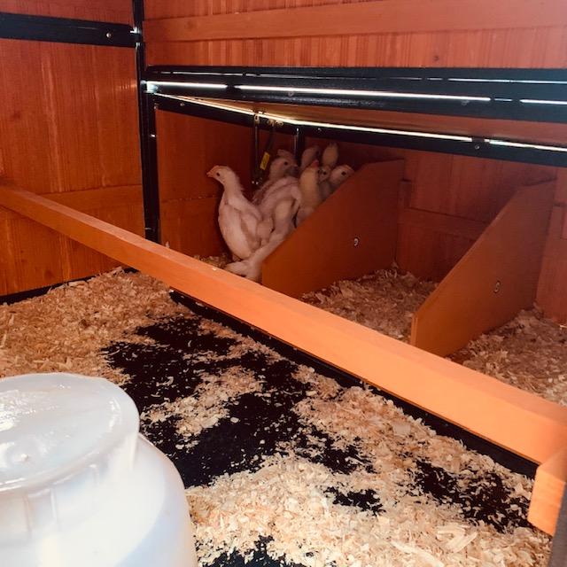 All 9 chicks piled up into the farthest nesting box when we put them into the coop.