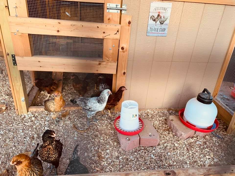 The chickens emerge for a day of play.