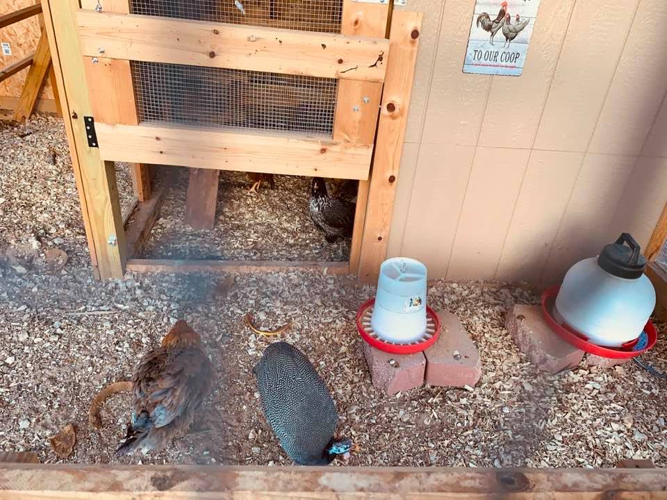 An Easter Egger (Americauna) and a guinea together.
