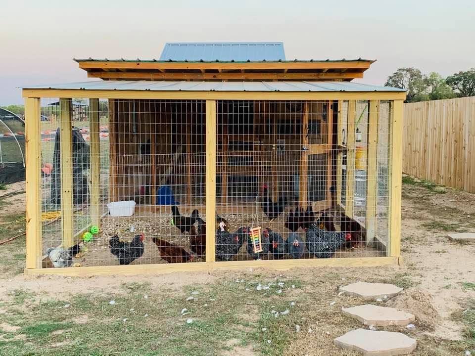 The chickens love their new run and flock to whatever wall I am nearest. By the time I get to the door, they are all there trying to get out as I go in.