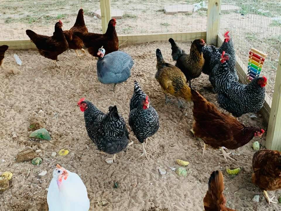 Inside the run with my girls