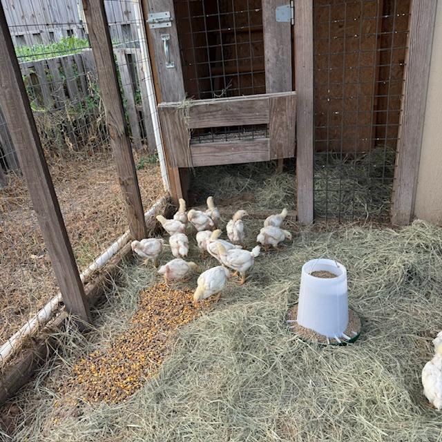 The chicks are loving their new space with plenty of room, food, hay, and water plus a great view.