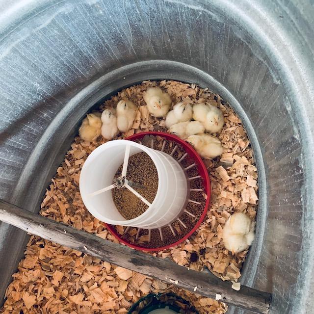 Our new Leghorn chicks in their temporary galvanized tub home for at least three weeks.