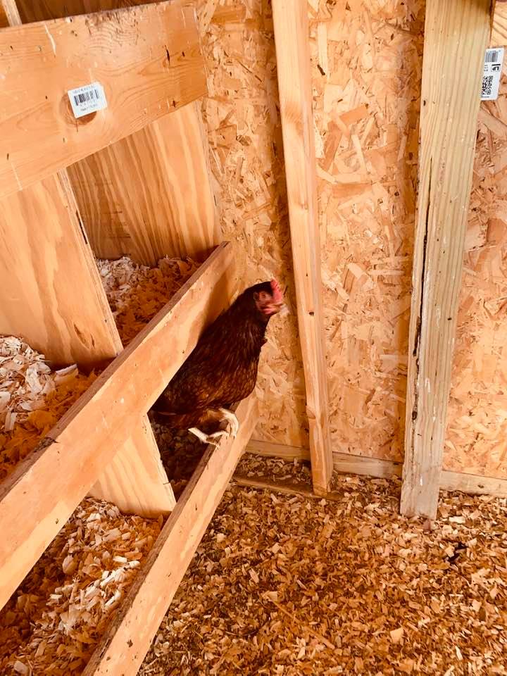 A Rhode Island Red chicken coming out of the nesting box.