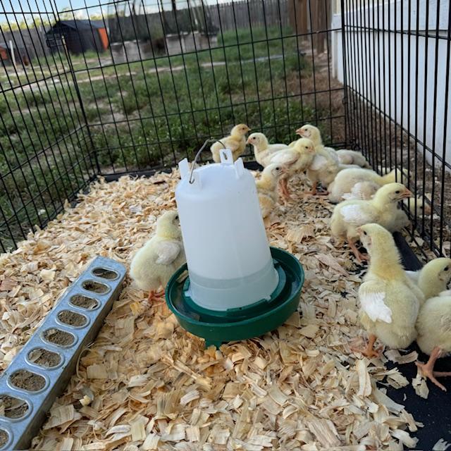 The chicks enjoyed being outside for a while.