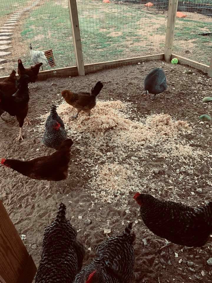 Others just wanted to get outside and run around after being cooped up together in the nesting box area.