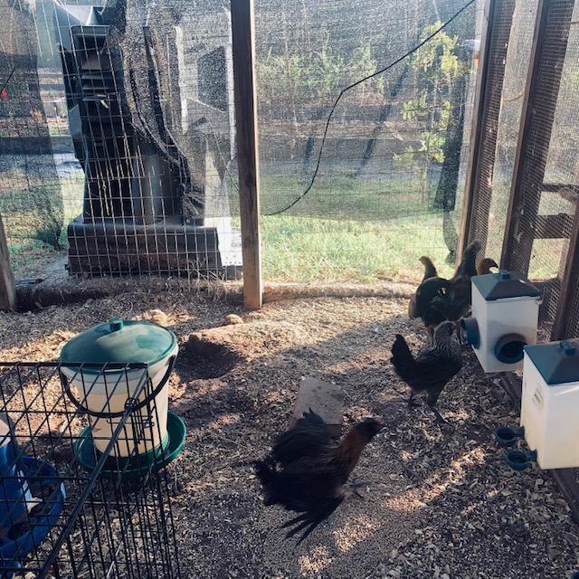 Here the chicks are enjoying their freedom but once the hens came out and started picking on them, the chicks went right back into the kennel. They are tiny compared to full sized chickens.