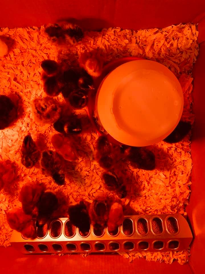 This photo is reddish due to heating lamp we used the first time in April 2020. We threw our heat lamp out as it is dangerous.