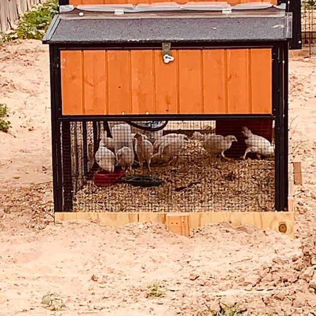 The chicks are enjoying the freedom to play out in their little yard and go up the ramp to their living quarters. Right now, they are in the egg boxes as well and all 9 fit in one box. The chicks are enjoying the freedom to play out in their little yard and go up the ramp to their living quarters. Right now, they are in the egg boxes as well and all 9 fit in one box.