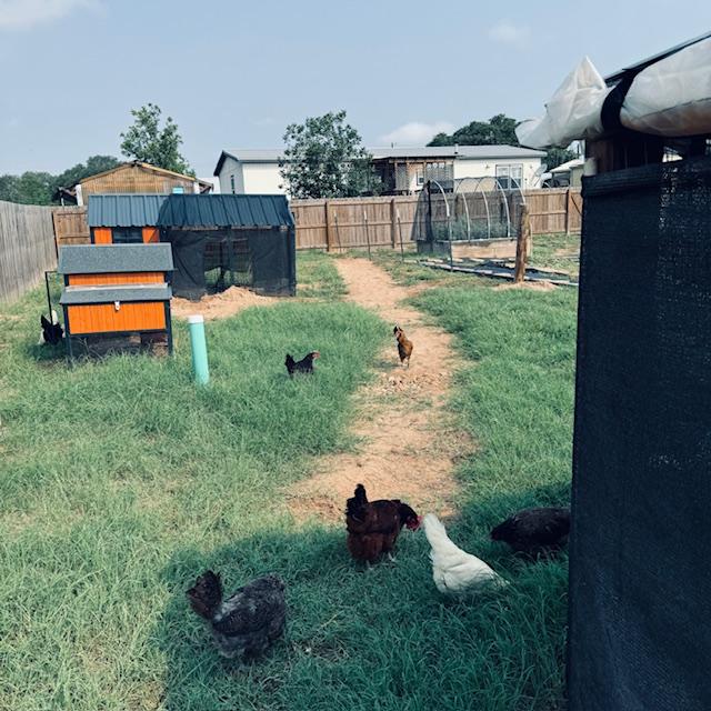 After being clipped, the hens are enjoying playing out in the yard with fresh green grass to much on. They are going in and out of the coop freely.