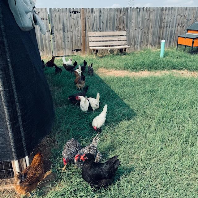 We purposely let the grass grow for the chickens. At night, they will locked away safely in their roosting area so no predators can get them.