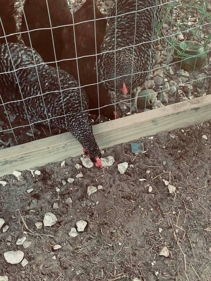 One of the Barred Rock chicks poking her neck through the wires of the new run to get a bug. They really stretch!