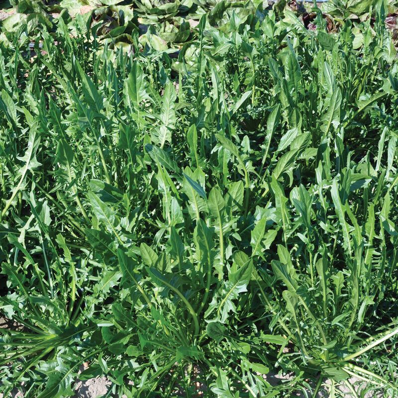 Grow leafy greens like Chicory Dandelion Italian Felix.