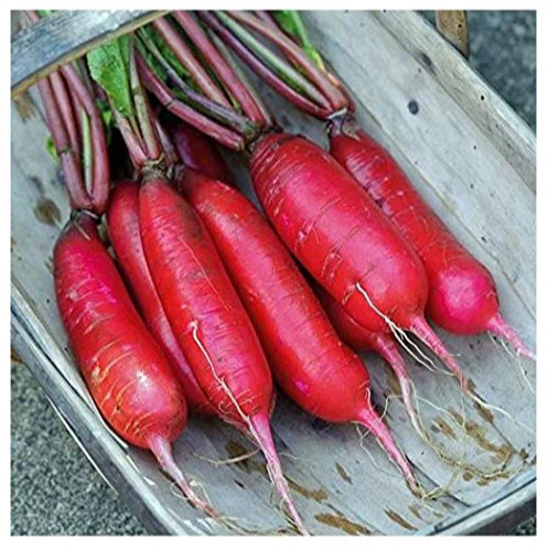 This long, red radish is called the China Rose.