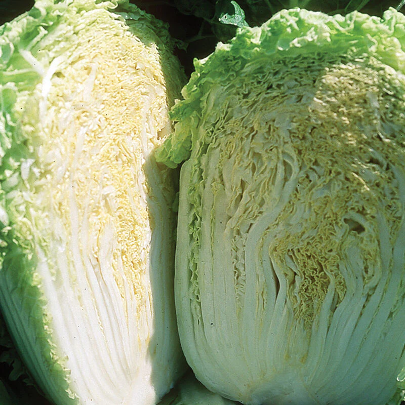 Grow cabbage like this Asian variety, Chinese minuet.