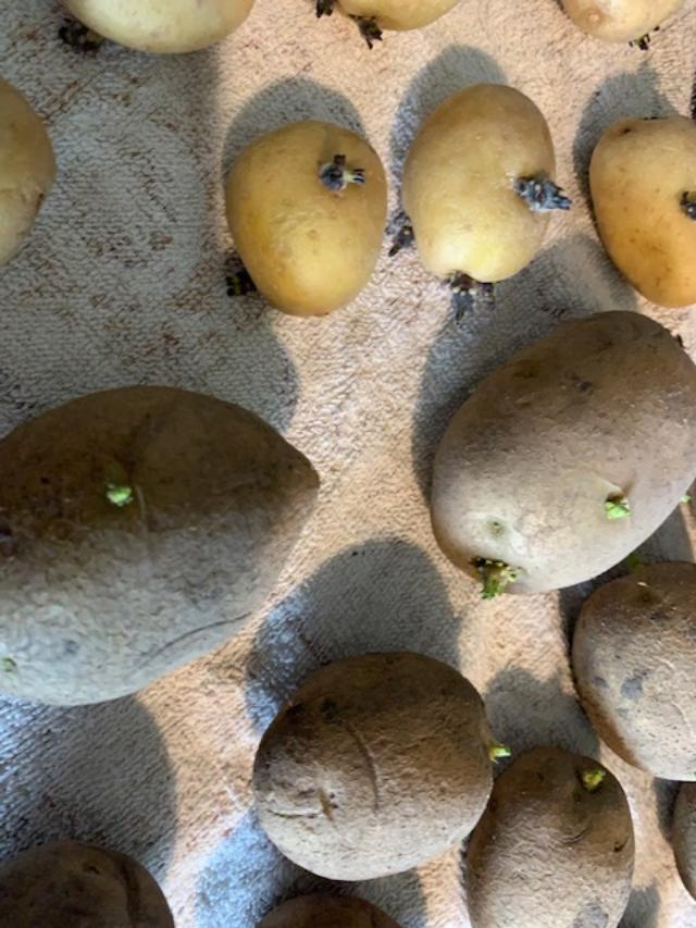 I have 6 varieties of potatoes growing chits on my kitchen island. It is time to get them into the potato bed.