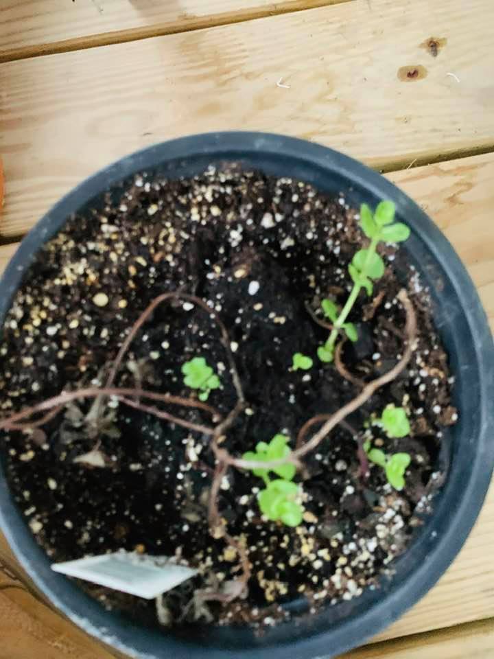 This chocolate mint plant was not given water. I took it out of the hot sun and started watering it. The new mint plants are coming up.