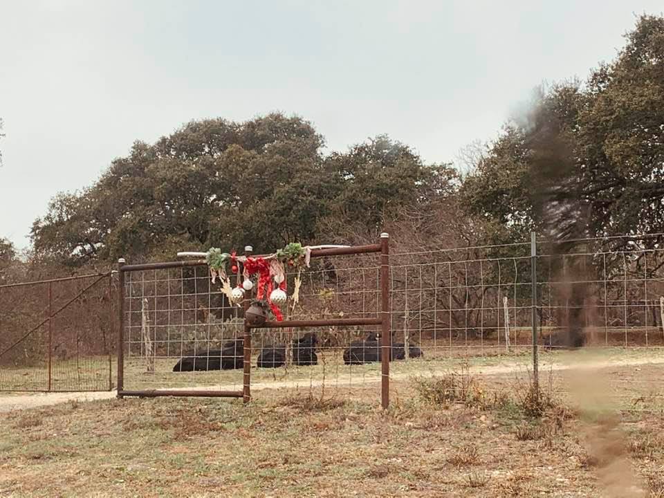This Christmas Longhorn gate decoration says Texas, Baby!