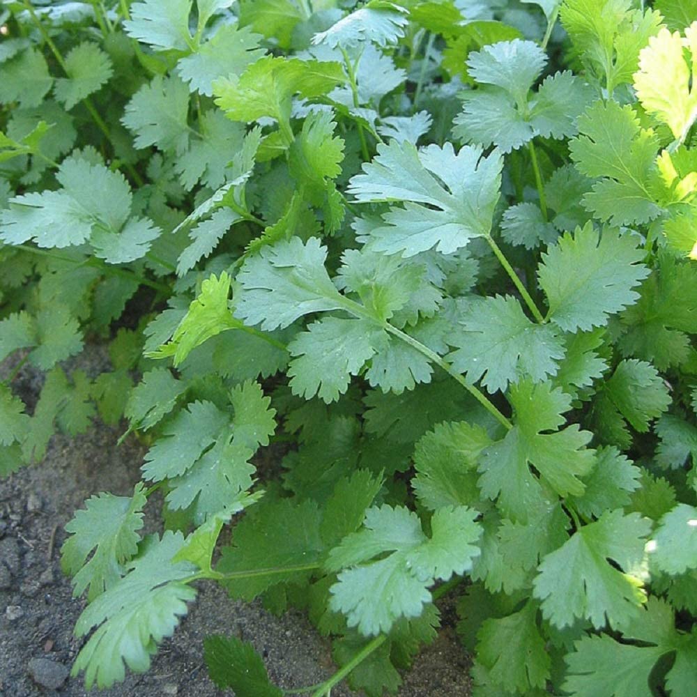 Cilantro grows easily here.