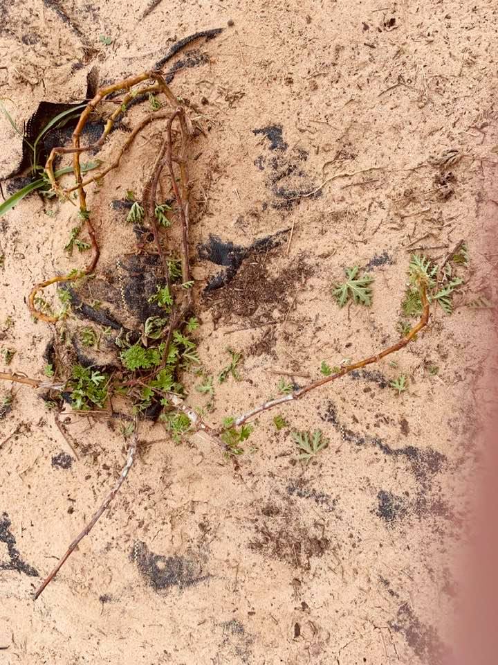 Cutter ants are destroying our plants out here. This was a huge citronella plant.