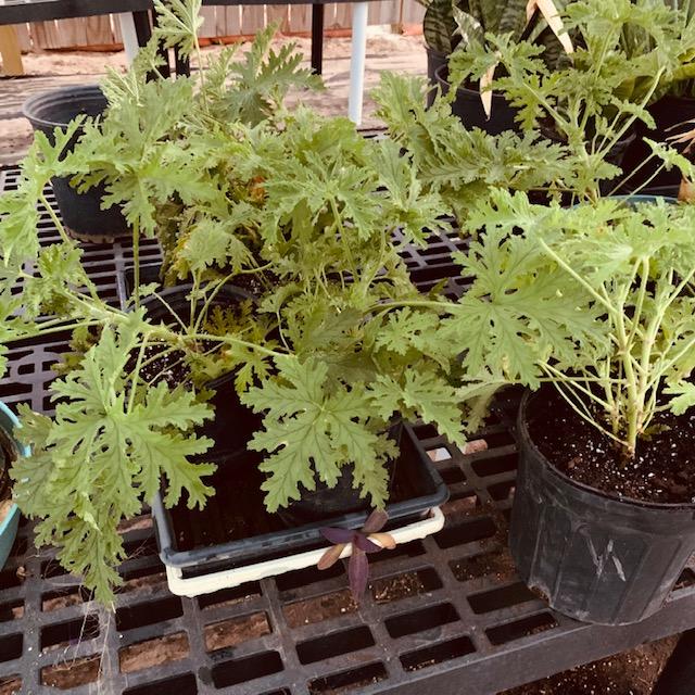 Every year, I root and sell a lot of citronella plants to repel mosquitoes.