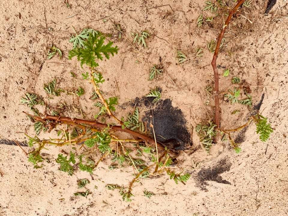 Another Citronella plant ruined by cutter ants in our raised garden beds.