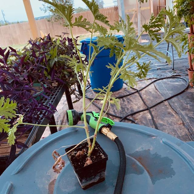 Citronella with some purple Wandering Jews.