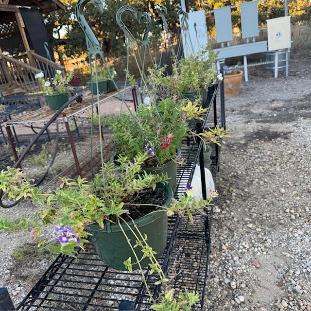 Now they are all trimmed up and ready to hang in the high tunnel until spring. Hopefully, by then they will be beautiful and ready to sell.