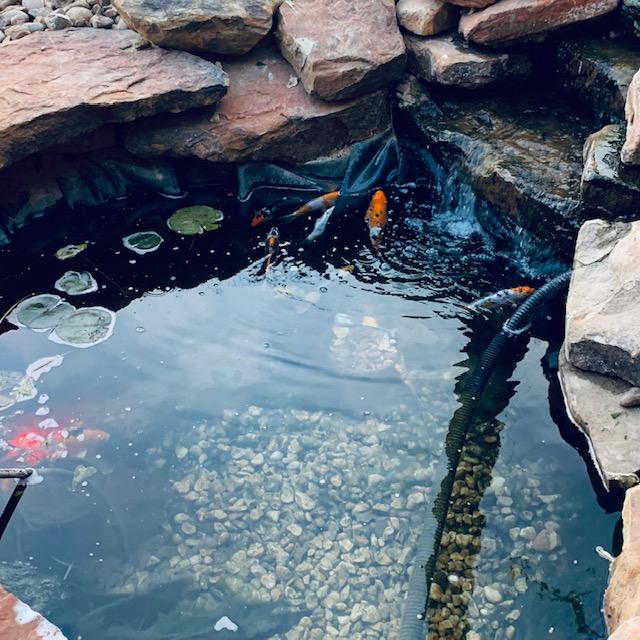 Our pond by the waterfall.