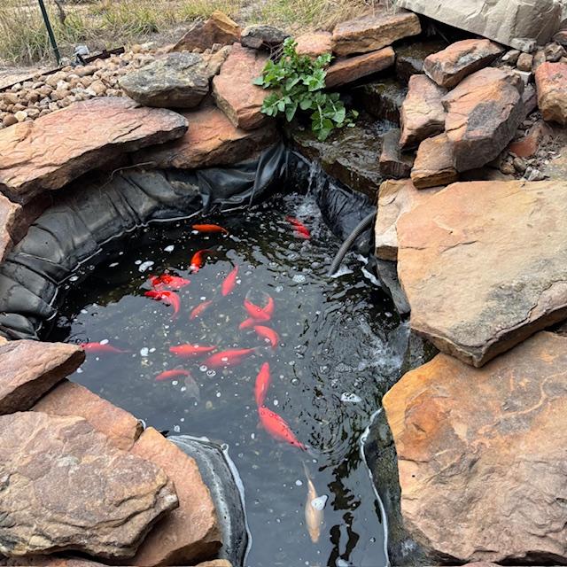 The water is a bit low this morning but what a clean pond now that the filters were cleaned out yesterday!
