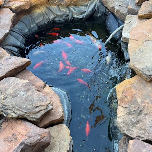 The fish pond is amazingly clear.