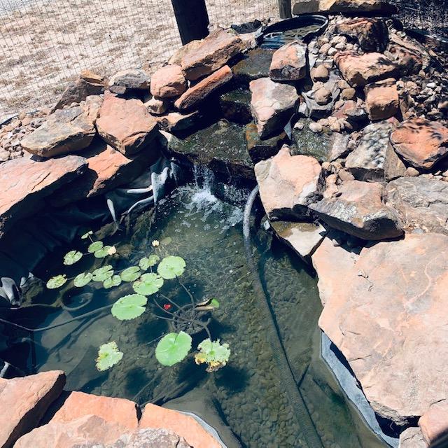 The water is looking so much clearer now that we have been cleaning out the sponge filter we did not know was there. It hasn't been cleaned out in over a year.